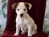 Sağlıklı ve Zeki: Jack Russell Terrier Yavruları Aranıyor