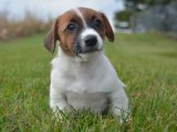 Minik Canlar, Büyük Mutluluk: Jack Russell Terrier Yavruları