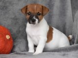 Enerji Dolu Yavrular: Jack Russell Terrier Yavruları Yuvanızı Bekliyor!
