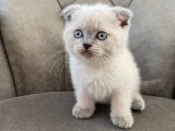 Scottish Fold Blue Point yavrusu sahiplenilmeyi bekliyor