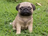 Pug Masalı: Satışta Masalsı Güzellikte Yavrular!