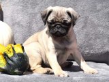 Pug Zevki: Satışta Göz Alıcı Yavrular!