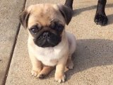 Pug Cazibesi: Göz Alıcı Yavrular, Yeni Evlerini Arıyor!
