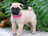 Pug Zevki: Satışta Tatlılık ve Zarafet Bir Arada!