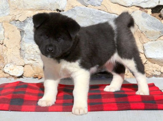 Sağlıklı Amerikan Akita dişi yavrumuz