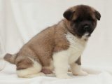 Amerikan Akita: Zeki, Güçlü ve Şık!