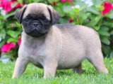 Pug Rüyası: Sevimli Yavrularla Dolu Bir Cennet!