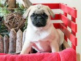 Pug Zamanı: Sevimli Yavrular, Sizi Bekliyor!
