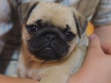 Pug Zevki: Harika Yavrular, Yeni Evlerini Arıyor!