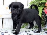Pug Güzellikleri: Tatlılık ve Zarafetin Buluştuğu Yavrular!