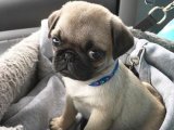 Pug Aşkı: Satışta Kalp Çalan Yavrular Sizi Bekliyor!