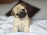 Pug Mucizeleri: Göz Kamaştıran Yavrular, Yeni Maceralara Hazır!