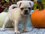 Pug Aşkı: Sevimli Yavrularla Dolu Bir Satış Şöleni!