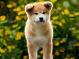 Akita Inu Güzellikleri: Sadakat ve Zarafetin Adı