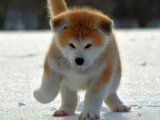 Akita Inu: Özel Kişilikleriyle Bilinen Şahane Dostlar