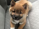 Sevgi ve Sadakatin Mükemmel Temsilcileri: Akita Inu Yavruları!