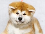 Akita Inu Yavruları: Sağlıklı, Mutlu ve Hazır!