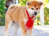 Akita Inu Güzellikleri: Farklı Renklerdeki Harika Yavrular