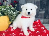 Sevgi Dolu Patiler, Sıcacık Yuvalar: Samoyed Yavrular Satılık