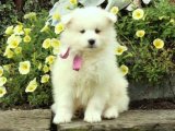 Minik Beyaz Melekler: Sağlıklı Samoyed Yavrular Uygun Fiyata