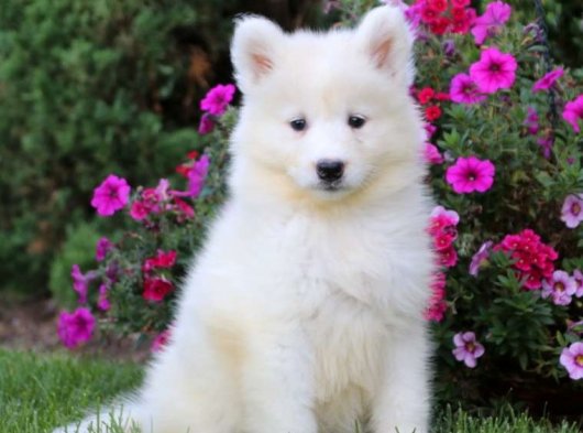 Efsane arkadaşlık beyaz Samoyed yavrumuz