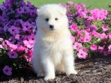 Gökyüzünden Gelen Beyazlar: Sağlıklı Samoyed Yavrular