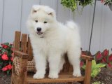 Gökyüzüne Uzanış: Safkan Samoyed Yavrular İçin Fırsat Zamanı!