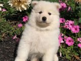 Beyaz Melekler: Sağlıklı Samoyed Yavrular Uygun Fiyata