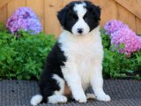 Sevgi ve Zeka: Oyun Sever Border Collie Yavruları Şimdi Sahiplenmeye Hazır!