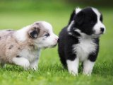 Sürü Koruma İstenciyle: Sevgi Dolu Border Collie Yavruları Şimdi Sahiplenmeye Hazır!