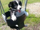 Harika Arkadaşlar: Border Collie Yavruları Şimdi Satışta!