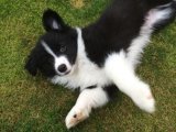 Ailelere Özel: Sadakat Dolu Border Collie Yavruları İçin Fırsat!