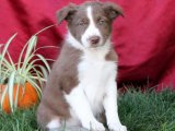 Zeka ve Oyunlulukta Sınır Tanımayan: Şahane Border Collie Yavruları!