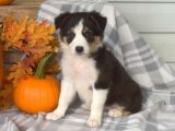 Sahiplerini Bekleyen Sevgi Dolu Gözler: Border Collie Yavruları!