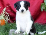 Zeka ve Oyunluluk: Harika Border Collie Yavruları İle Aileye Yeni Bir Soluk!