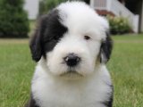 Sevgi Dolu Bakışlar: Sürü İşine Hazır Border Collie Yavruları Yeni Evlerini Arıyor!