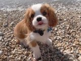 Uygun Fiyata Harika Kalitede Cavalier King Charles Bebekleri