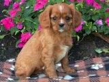 Sağlık, Zeka ve Sevimlilik: Cavalier King Charles Yavrularıyla Buluşun!
