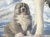 Safkan Kafkas Çoban Köpeği Yavru Köpek Sahiplendirme Fiyatları