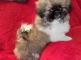 Safkan Pekinez Yavru Köpek Sahiplendirme Fiyatları