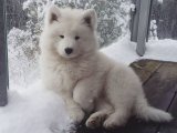 Safkan Samoyed Yavru Köpek Sahiplendirme Fiyatları