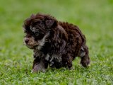 Minyatür Schnauzer Yavrularıyla Aileye Bir Adım Daha Yaklaşın!
