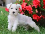 Minyatür Schnauzer Kraliyetinde: Sağlık ve Zarafet Bir Arada!
