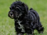 Sağlıklı Schnauzer Gençleri: Hemen Sahip Olabilirsiniz!