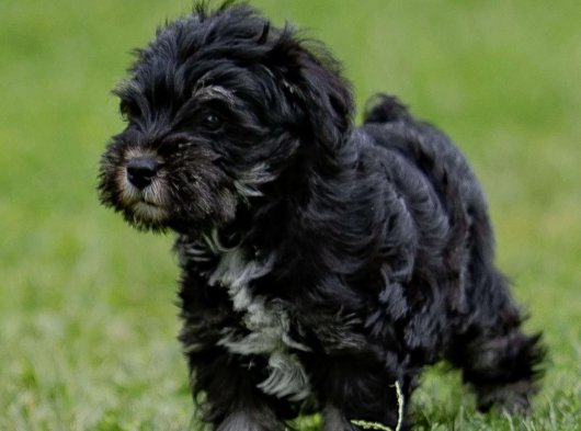 Schnauzer cazibesi sizi de cezbedebilir