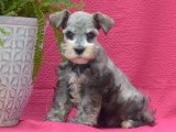 Mini Schnauzer Yavruları – Harika Birer Arkadaş!