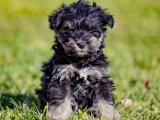 Minyatür Schnauzer Yavruları – Sağlıklı ve Mutlu!