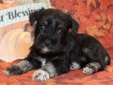 Minik Minyatür Schnauzer Prens ve Prensesleri: Hemen Sahip Olun!