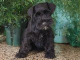 Minyatür Schnauzer Kalitesi: Sağlıklı Yavrularla Tanışın, Ailemize Katılın!