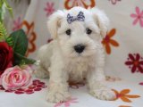 Minyatür Schnauzer Masalı: Harika Bir Dostluk Başlıyor!